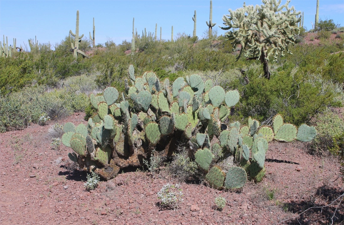 Arizona land offer review for How to Sell Land Online in Arizona